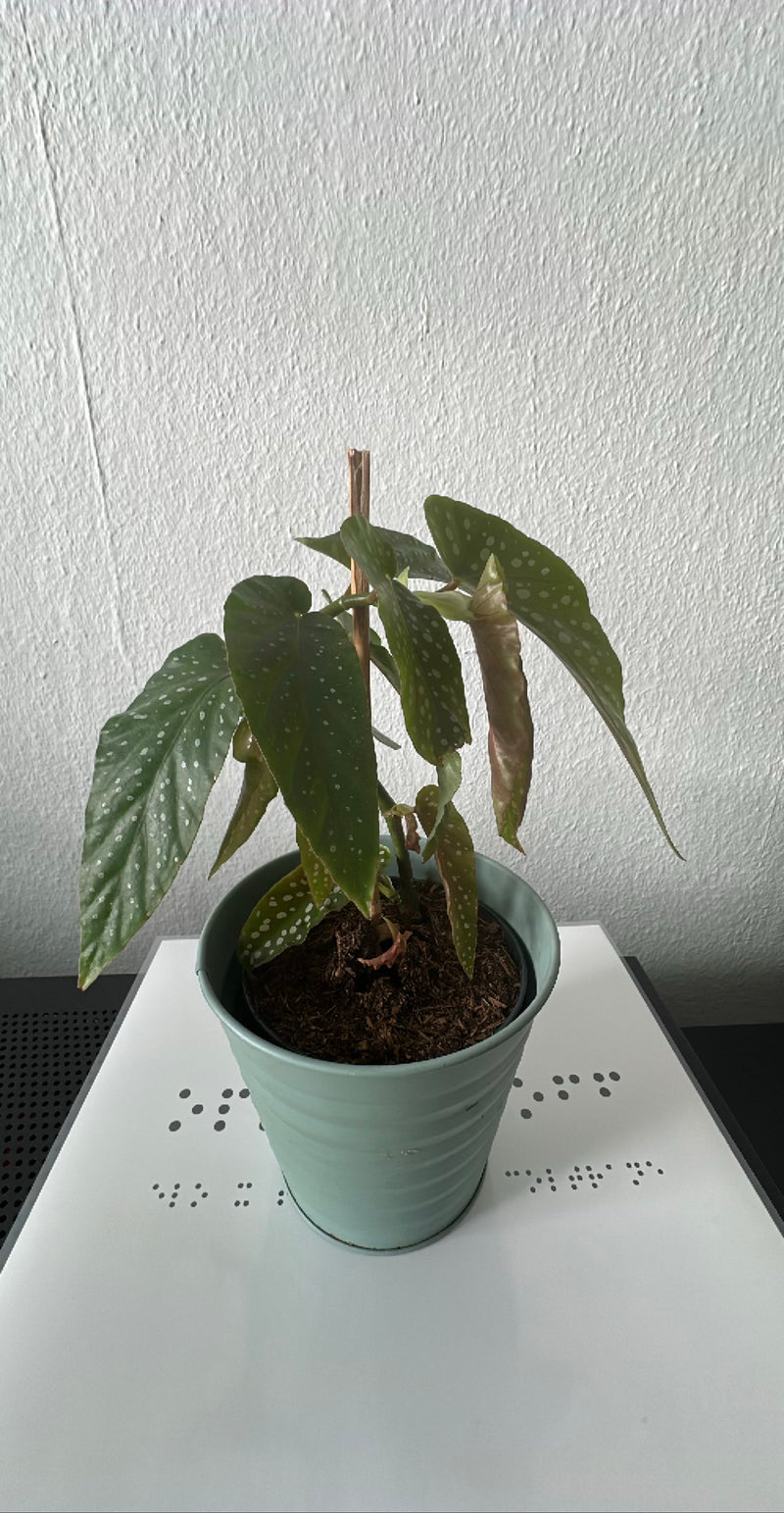 Pstrąg Begonia — Bild 2