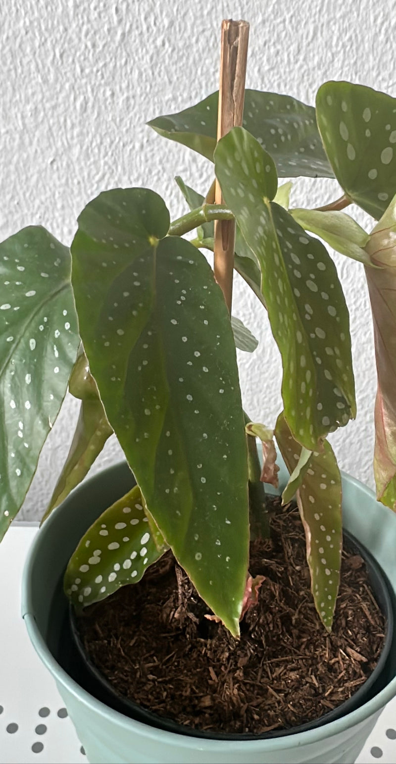 Pstrąg Begonia — Bild 1