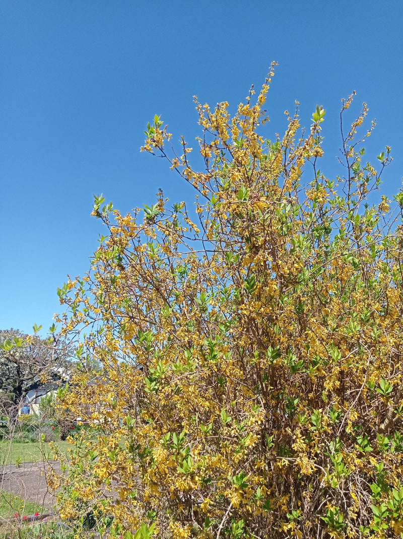 Forsycja — Bild 1