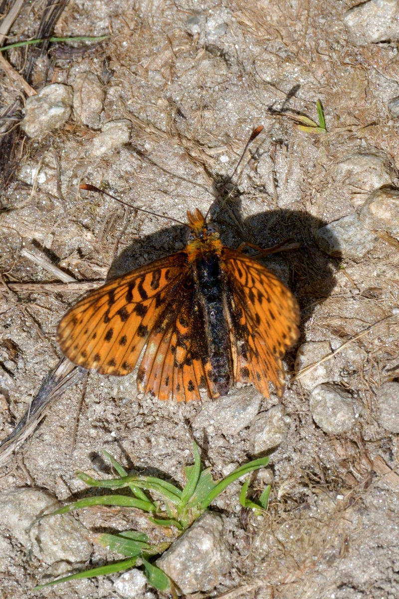 Wczesny motyl szachownicowy — Bild 1