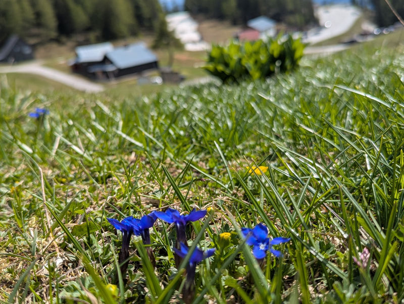 Goryczka wiosenna — Bild 1