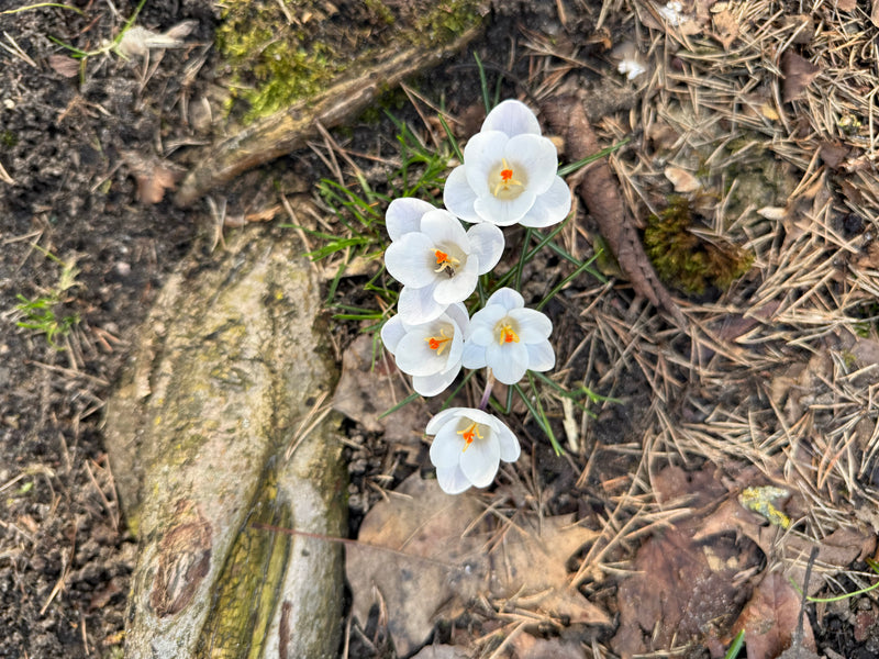 Wiosenne krokusy — Bild 1