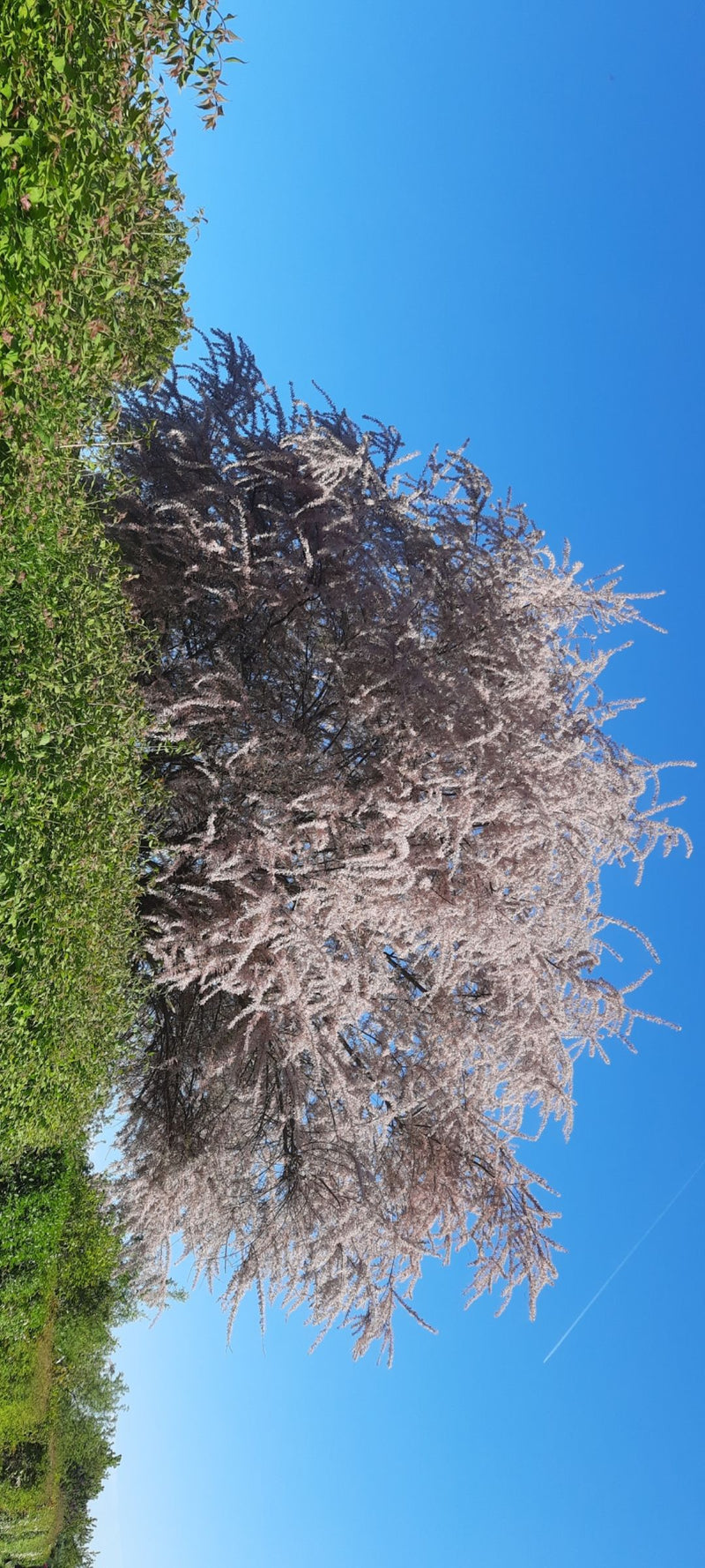 Wiosna tamaryszku — Bild 1