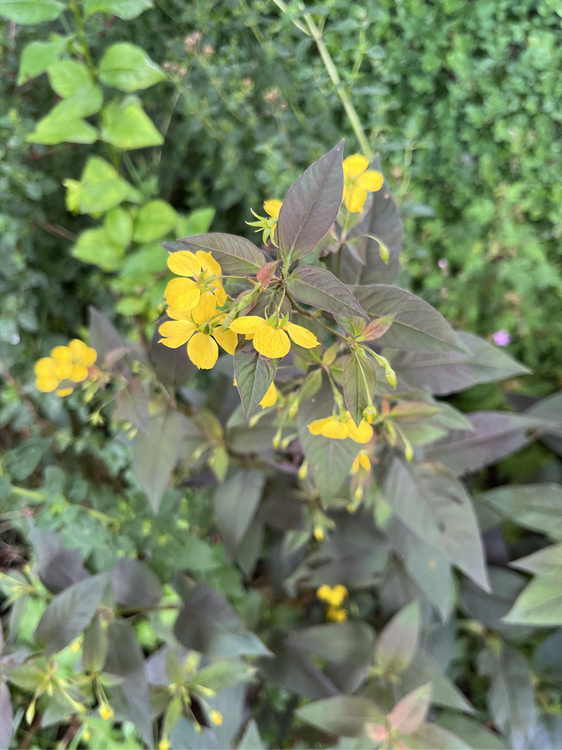 Krwawica frędzlowa (odmiana „Firecracker”) — Bild 1