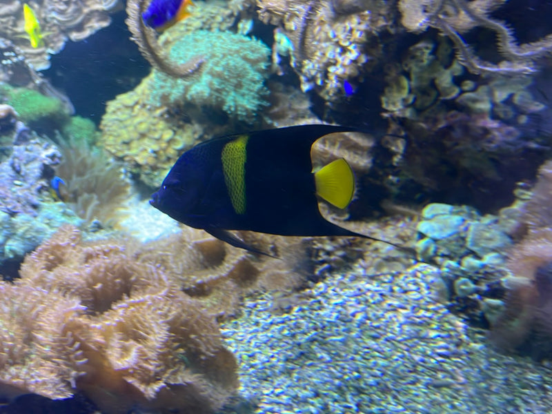 Französischer Kaiserfisch — zdjęcie 1 z 1