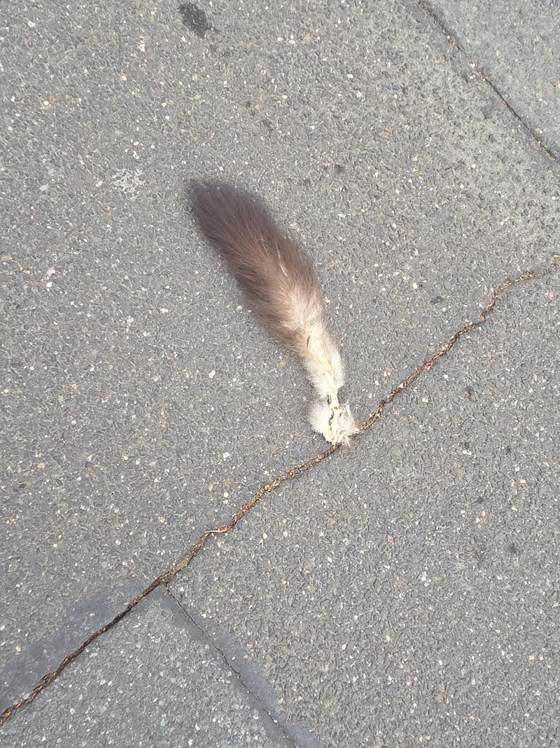 Fuchskusu — Bild 2