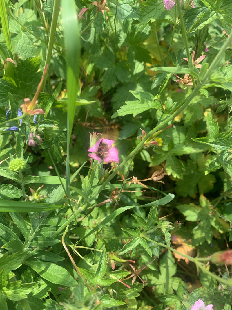Mała pszczoła z rodzaju Lasioglossum siedzi w środku różowego kwiatu, otoczona zielonymi liśćmi i łodygami. Owad jest rozpoznawalny na kwiecie, ale w ogólnym...
