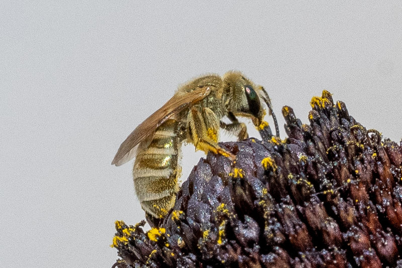 Pszczoła z rodzaju Lasioglossum siedzi na ciemnym środku kwiatu i zbiera żółty pyłek. Widok z boku przedstawia owłosionego owada podczas żerowania.