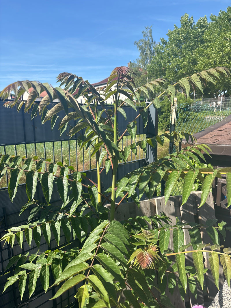 Drzewo nieba — Bild 4