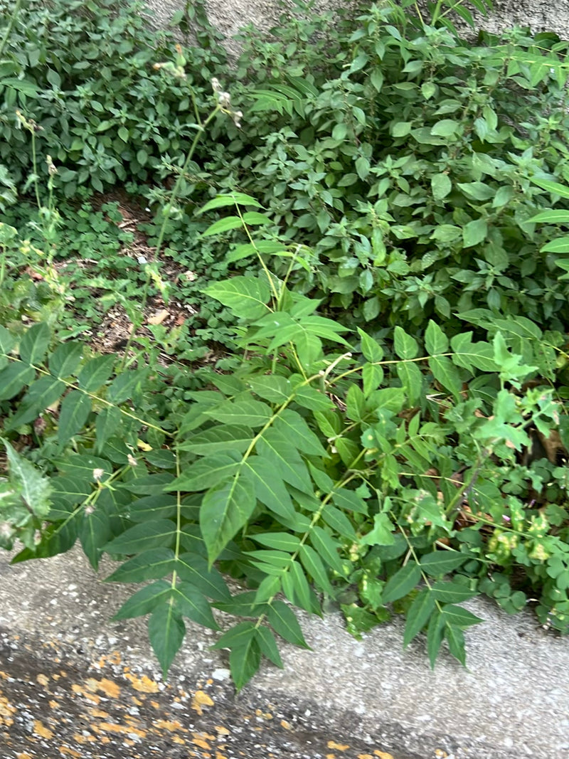 Drzewo nieba — Bild 3
