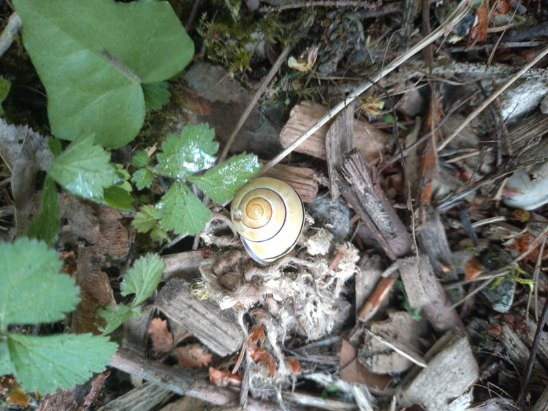 Ślimak wstążkowy ogrodowy — Bild 3