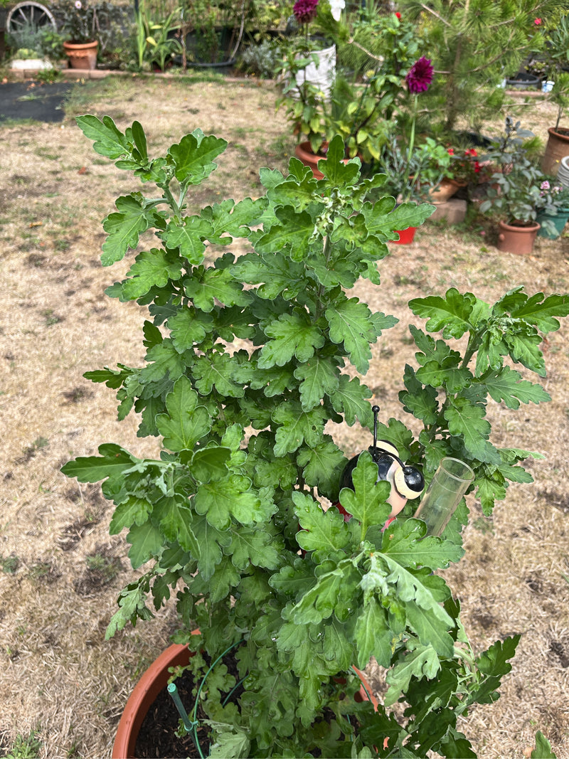 Garten-Chrysantheme — zdjęcie 1 z 1