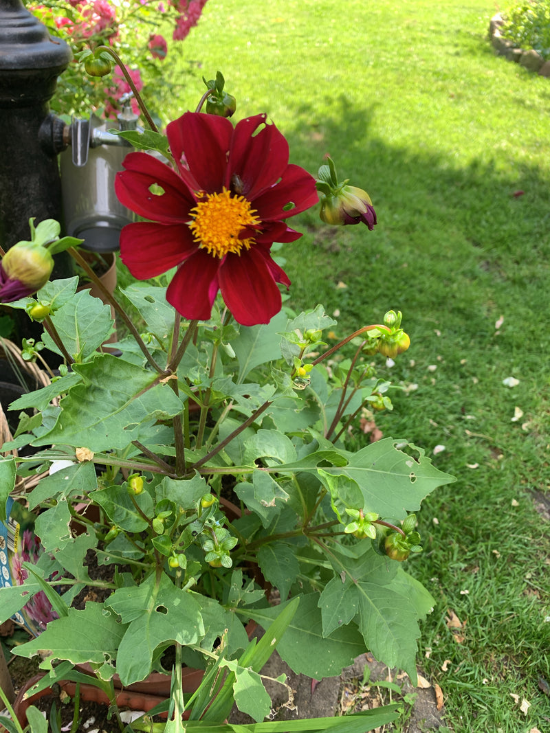 Dalia ogrodowa — Bild 3