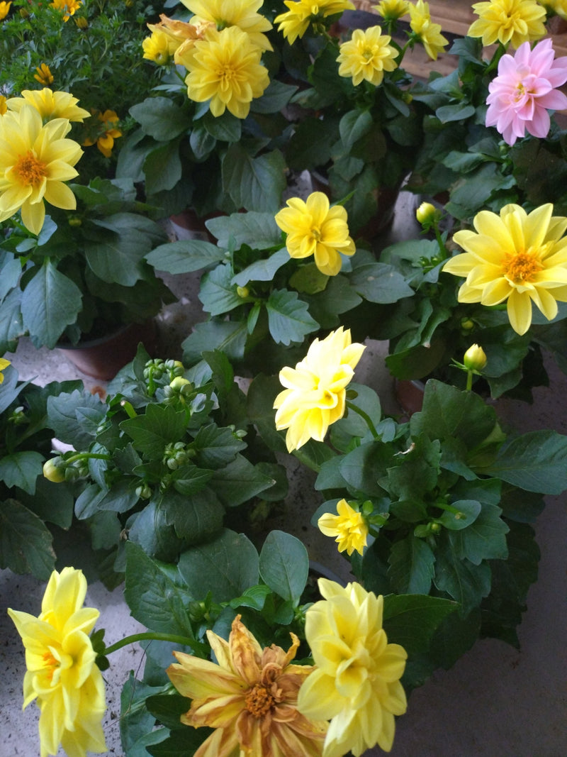 Dalia ogrodowa — Bild 5