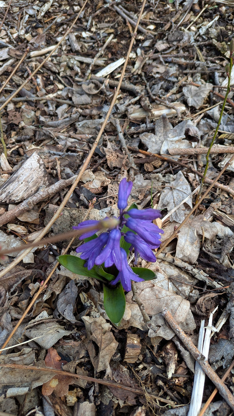 hiacynt — Bild 1