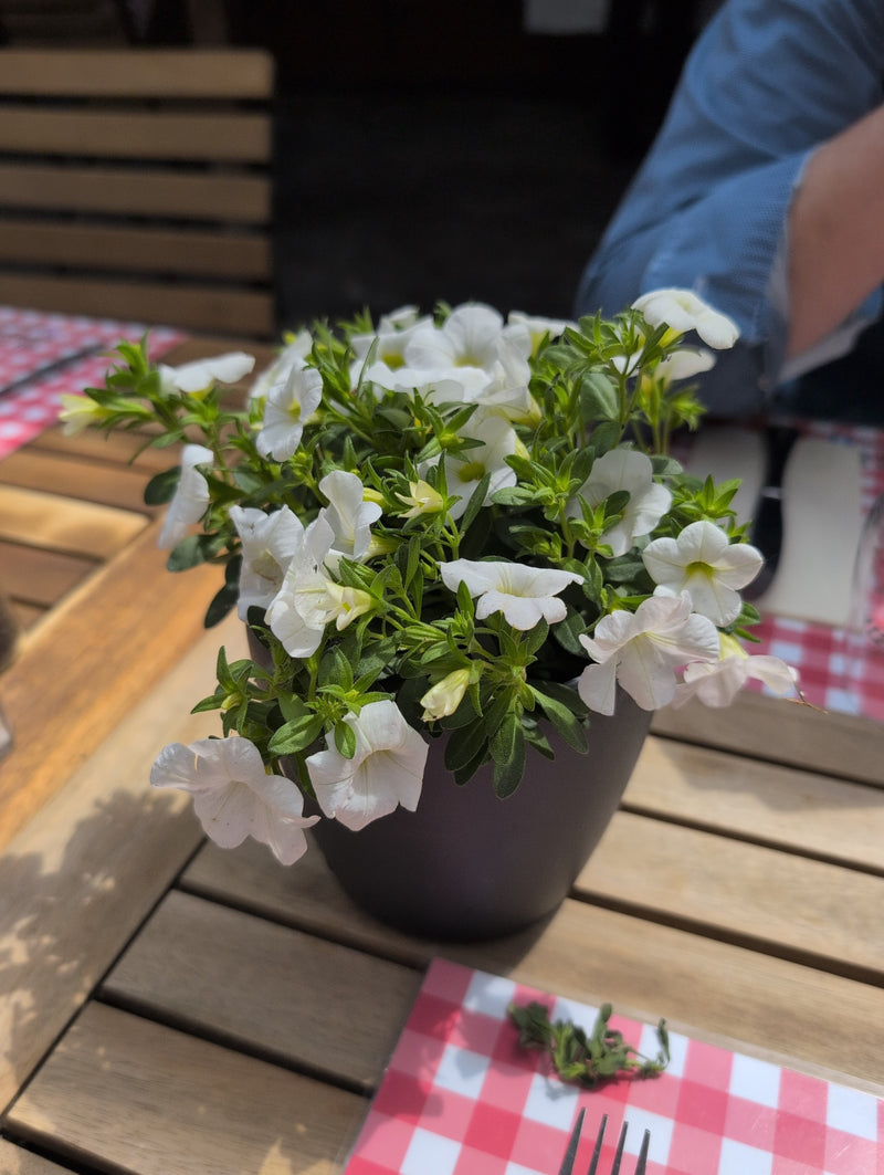 Petunie ogrodowe — Bild 5