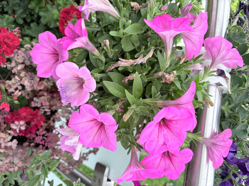 Petunie ogrodowe — Bild 3