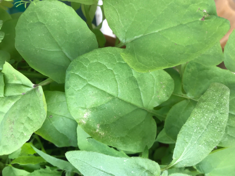 Garten-Rettich — Bild 2