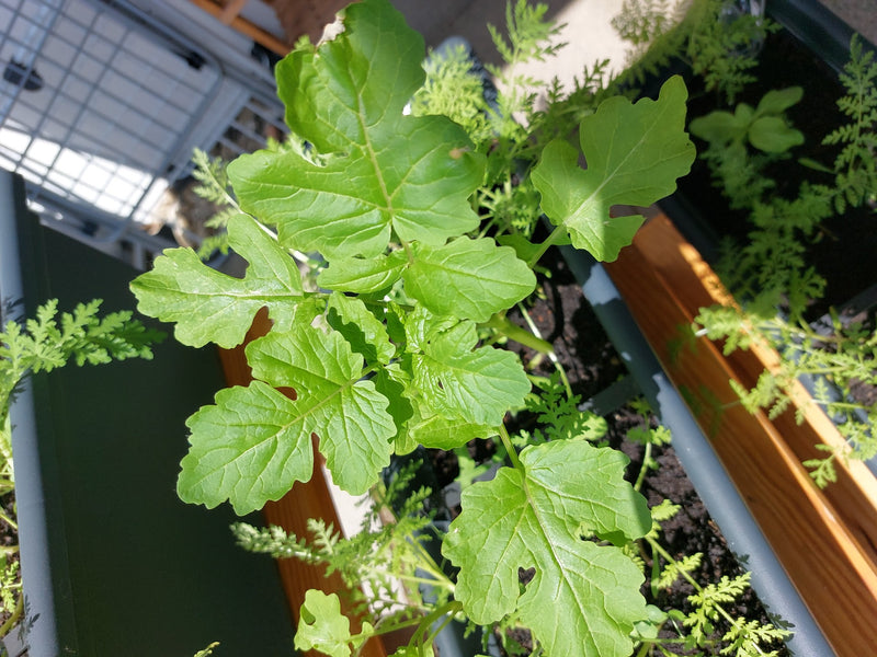 Garten-Rettich — Bild 1