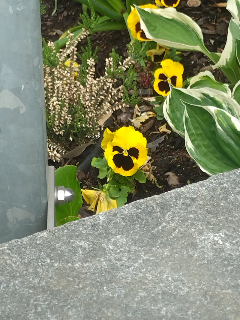 Bratki ogrodowe — Bild 1