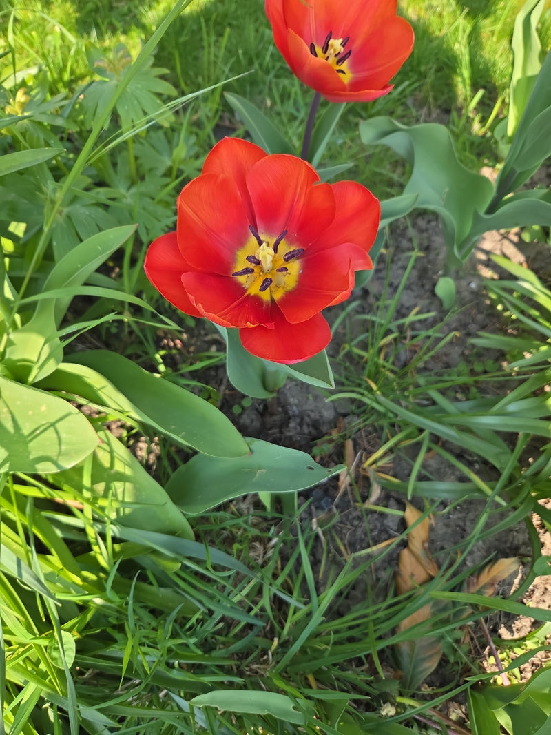 Tulipan ogrodowy — Bild 3