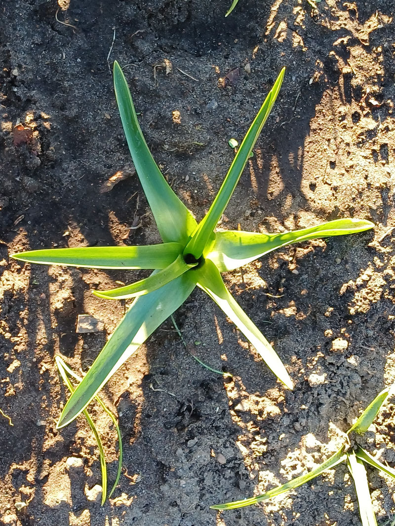 Widoczna jest młoda tulipan ogrodowy z perspektywy lotu ptaka, której zielone liście rosną w kształcie gwiazdy na nagiej glebie.