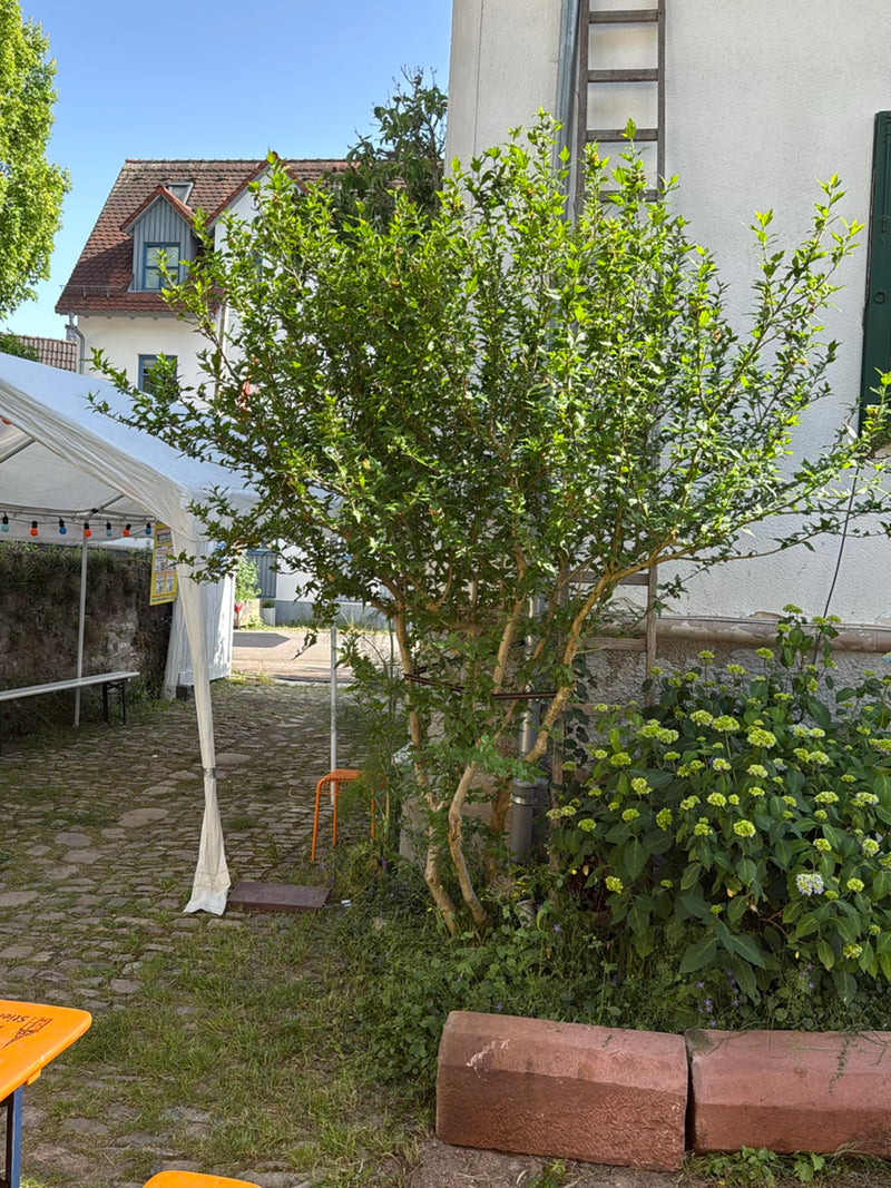 poślubnik — Bild 5