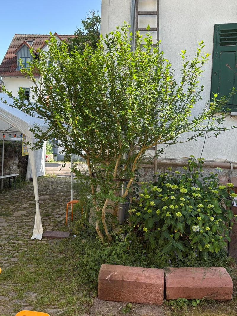 poślubnik — Bild 4