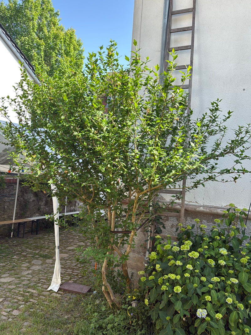 poślubnik — Bild 3