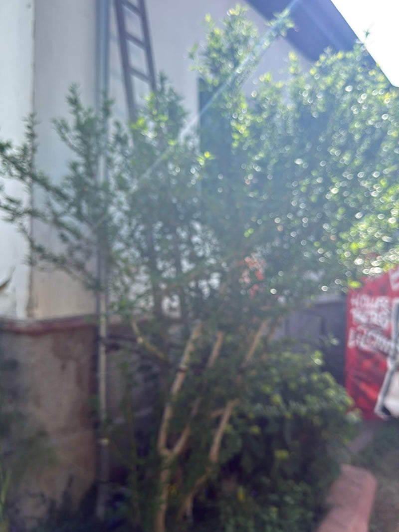 poślubnik — Bild 1