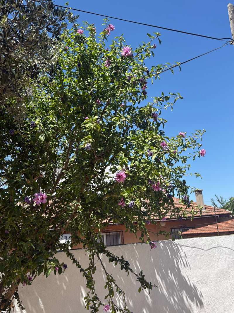 Widoczny jest duży krzew hibiskusa z licznymi różowymi kwiatami przed białym murem i niebieskim niebem. Roślina rośnie na zewnątrz w otoczeniu ogrodu.