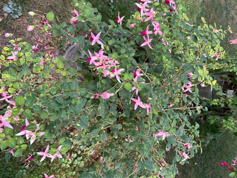 Gartenfuchsie — zdjęcie 2 z 2