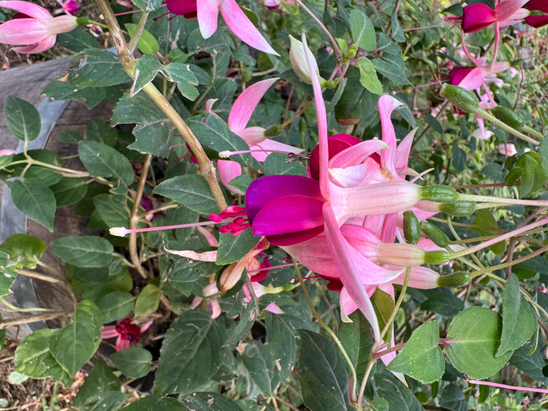 Gartenfuchsie — zdjęcie 1 z 2