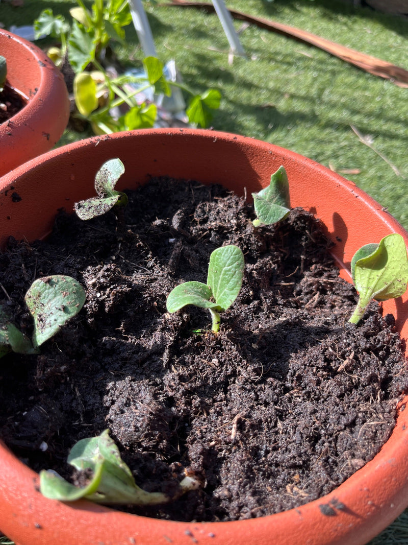 cukinia — Bild 3