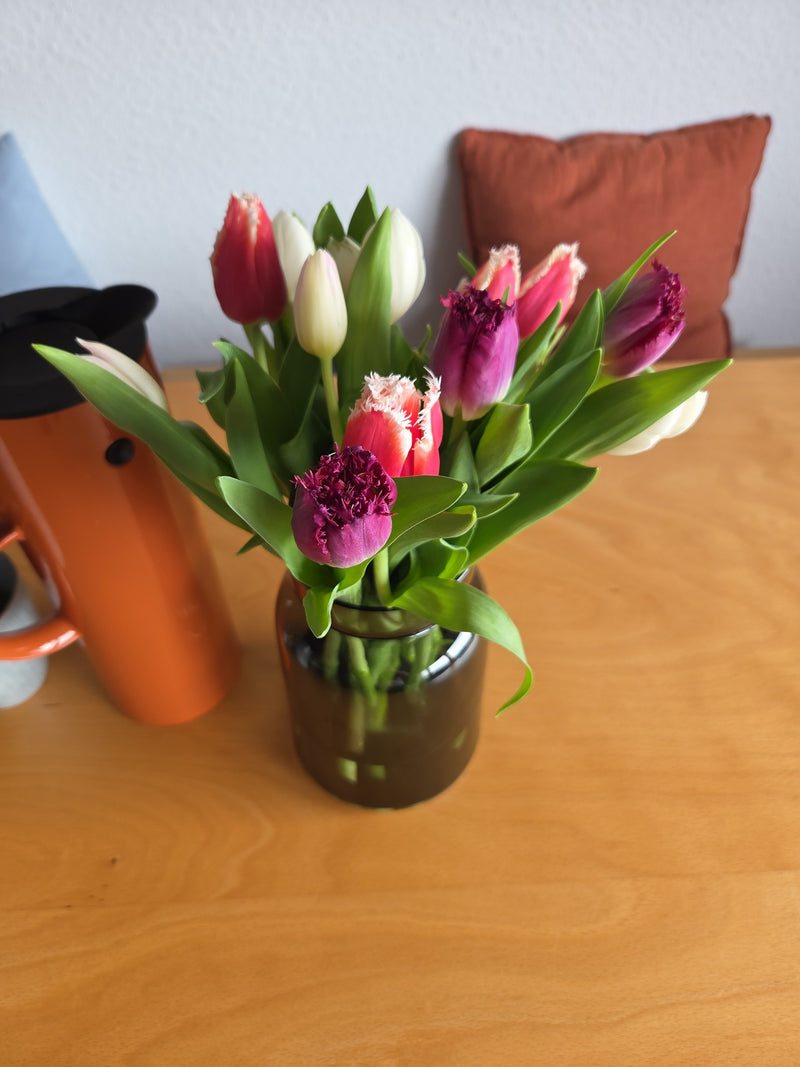 Tulipan ogrodowy — Bild 2