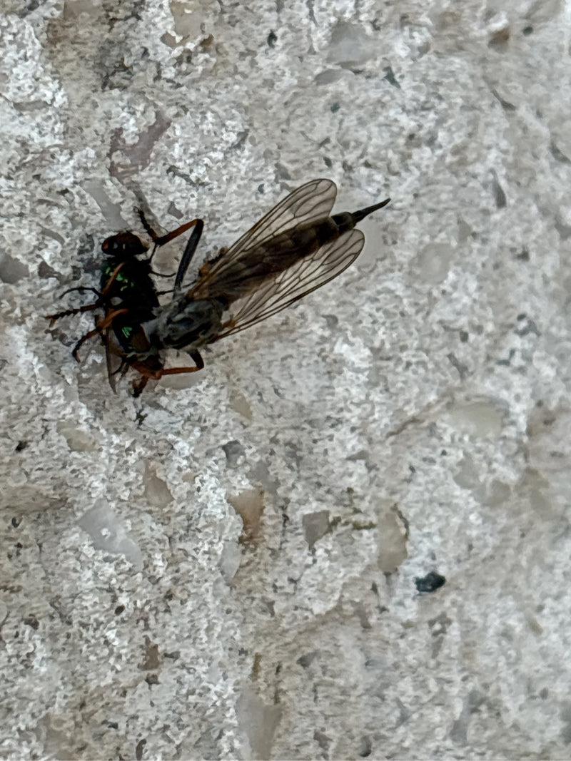 Biegaczowata siedzi na jasnej ścianie, trzymając w łapach inną muchówkę jako zdobycz. Owad jest dobrze widoczny i przejawia typowe zachowanie drapieżne.