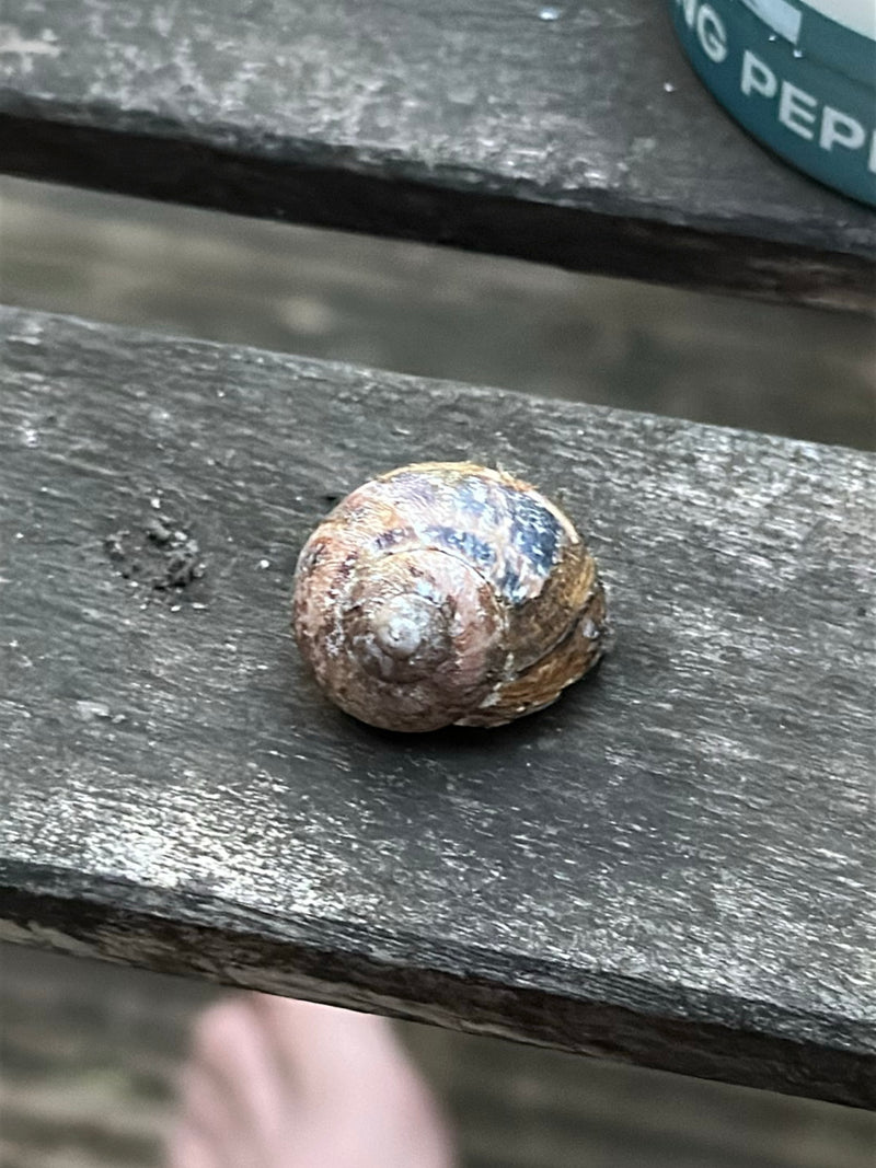 Widoczna jest muszla ślimaka winniczka spoczywająca na drewnianej powierzchni. Charakterystyczny wzór muszli jest dobrze rozpoznawalny.