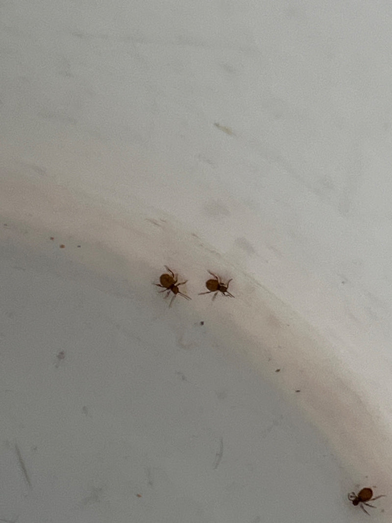 Na jasnej, gładkiej powierzchni widoczne są trzy skoczogonki kuliste. Spoczywają spokojnie widziane z góry.