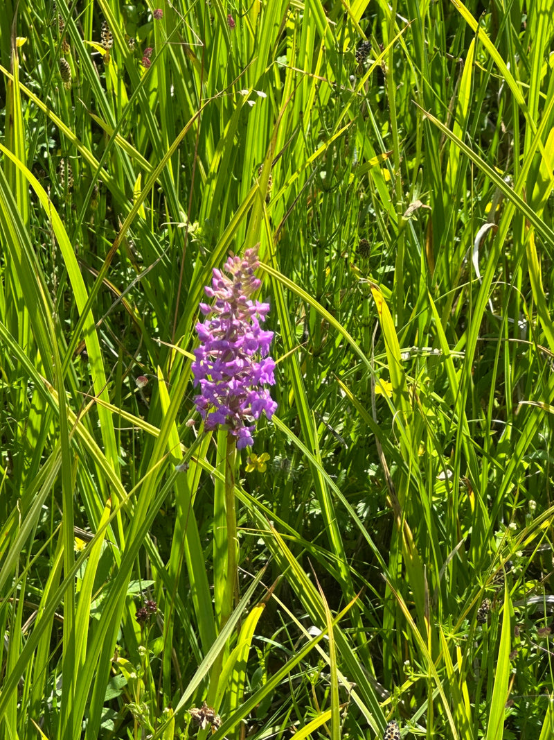 Łaciata orchidea — Bild 1