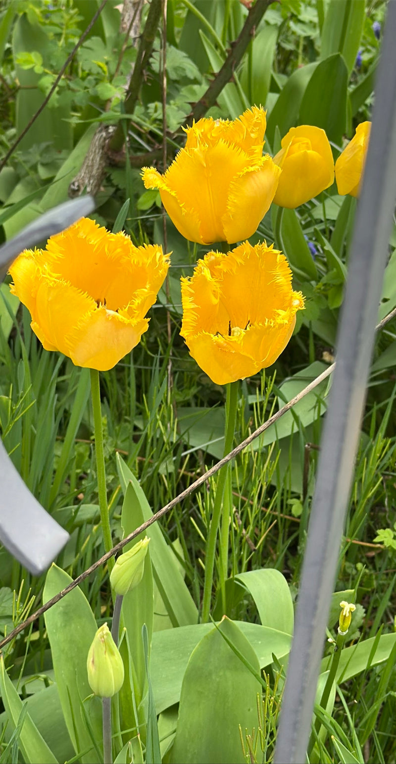Tulipan ogrodowy — Bild 1