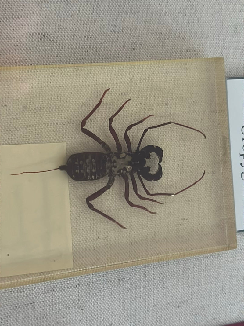 Plaga Skorpiona — zdjęcie 1 z 2