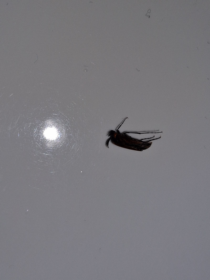 Na zdjęciu widać chrząszcza z gatunku Ptilinus pectinicornis na gładkiej, jasnej powierzchni. Dobrze widoczne są jego charakterystyczne, grzebieniaste czułki.