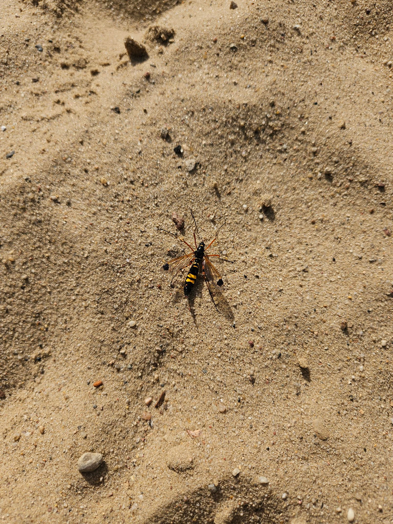 Gelbe Kammschnake — Bild 2