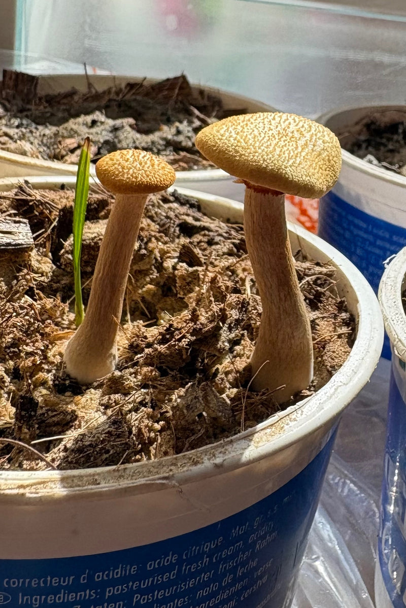 Żółty składany parasol — zdjęcie 2 z 5