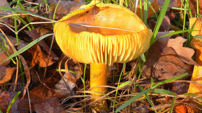 Muchomor żółty — zdjęcie 2 z 3