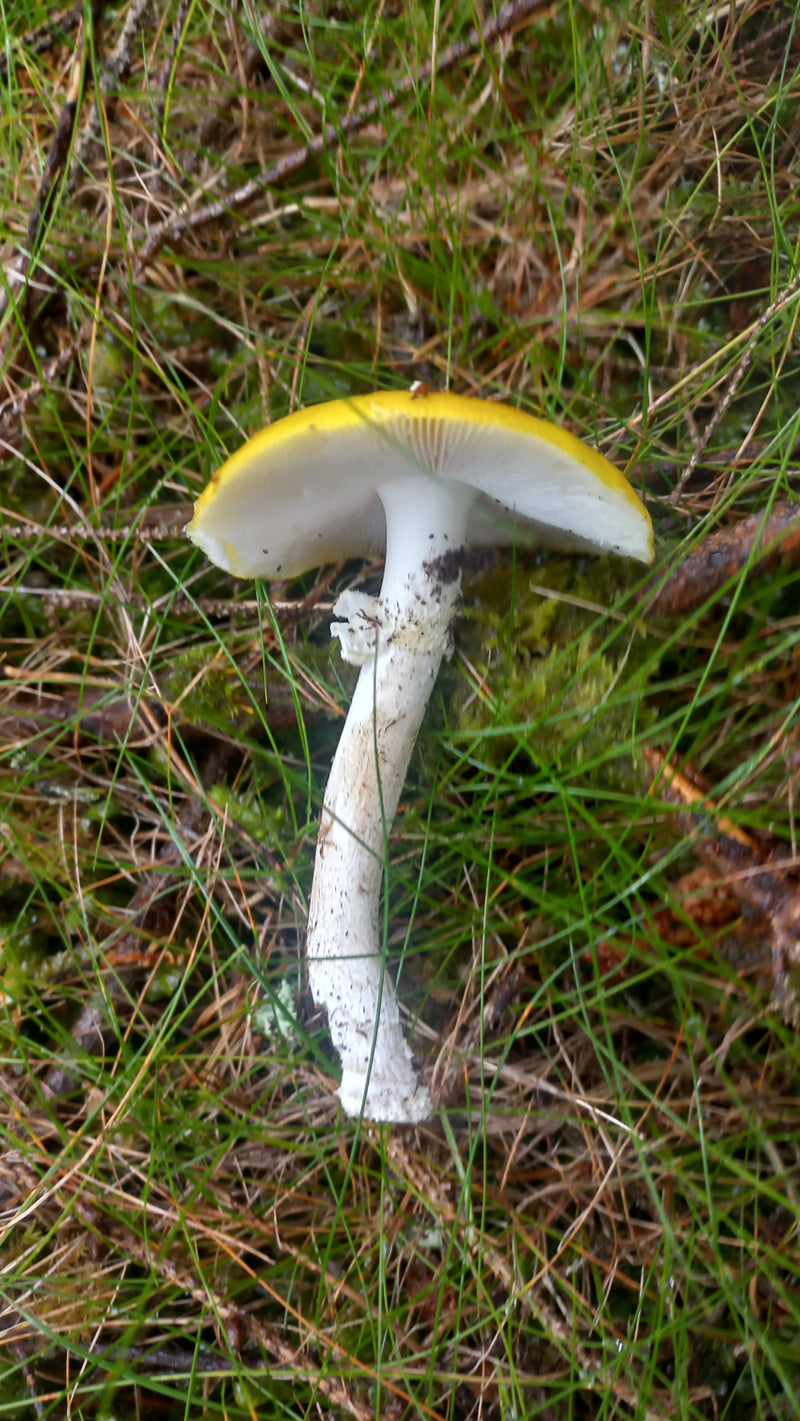 Muchomor żółty — Bild 1