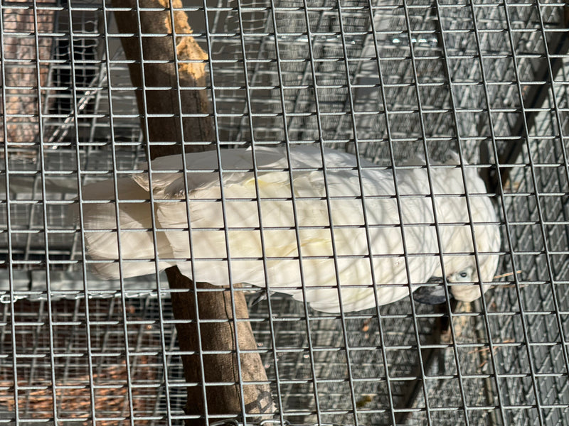 Kakadu żółtoczuba siedzi na gałęzi za drucianą siatką.