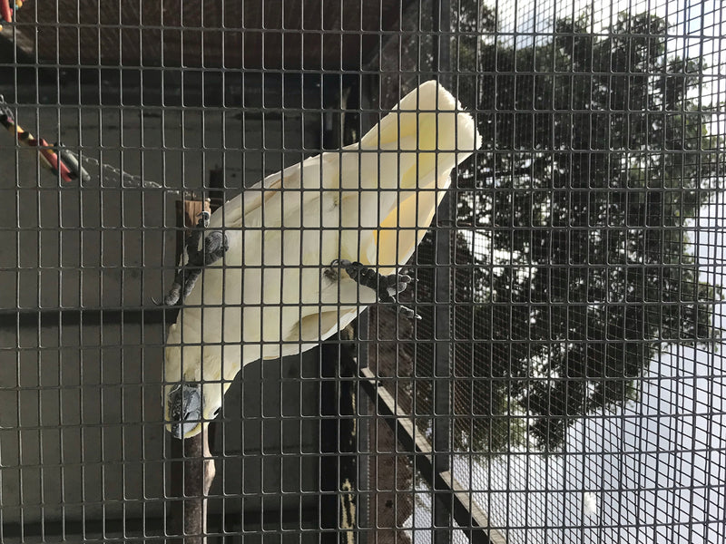 Kakadu czubata siarkowa — zdjęcie 4 z 10