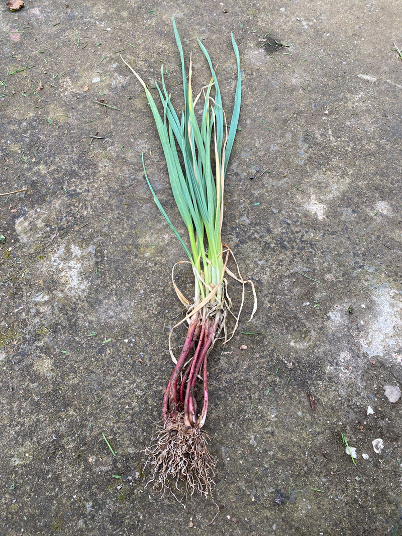 Liliowce — Bild 2