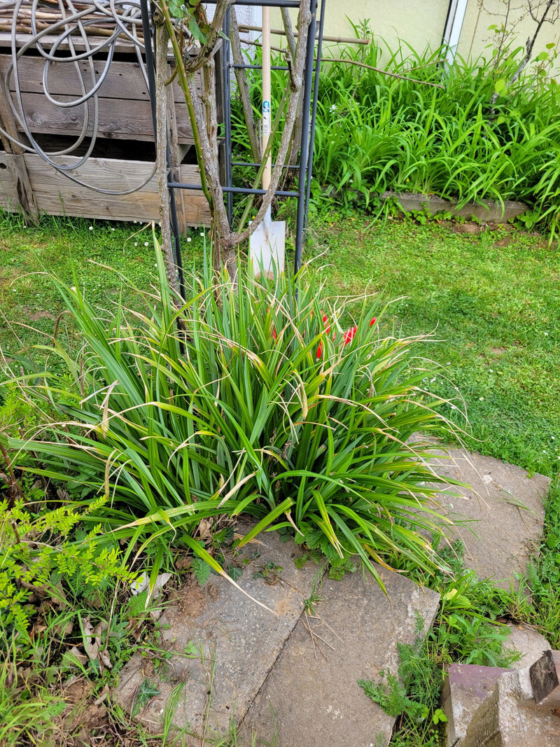 Liliowce — Bild 1